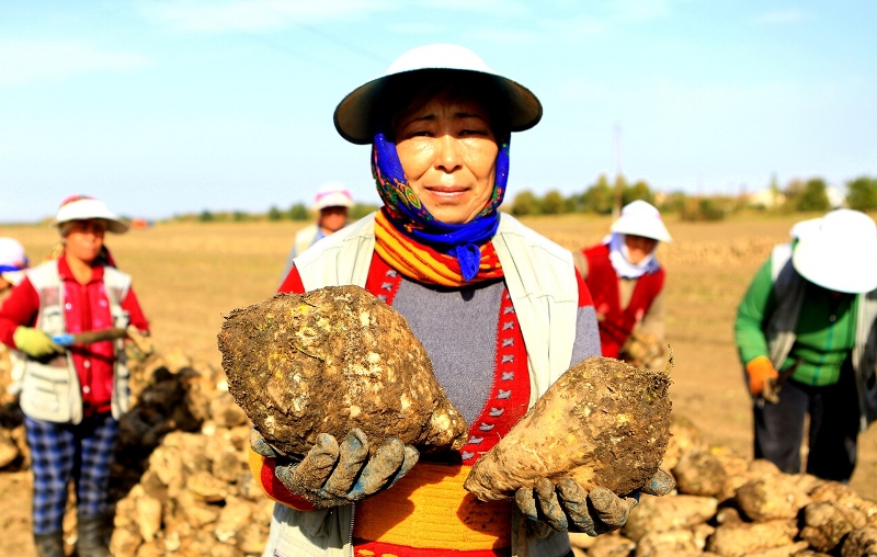Алматы облысы қант қызылшасын жинаудан рекордтық көрсеткіштерге жетті