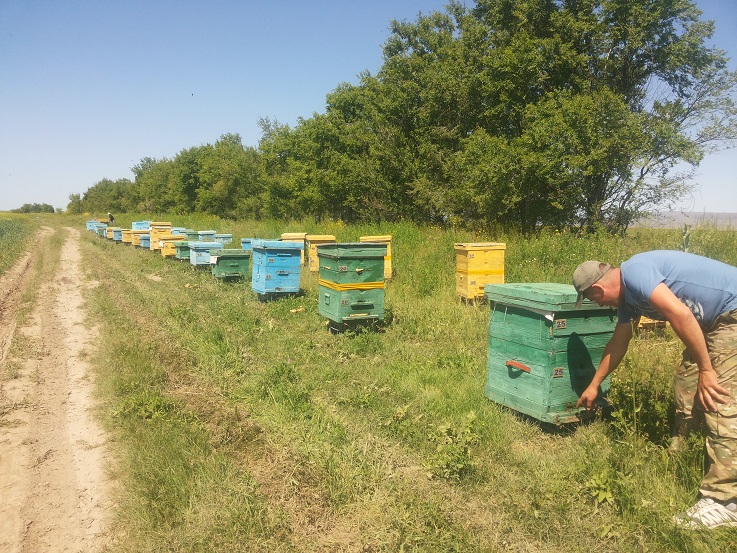 Алматы облысының омарташысы бал өндірісі көлемін ұлғайтуда