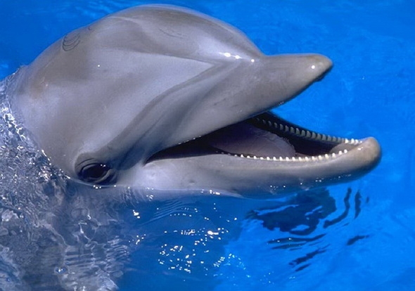Елордалық 290 бүлдіршін дельфиндер шоуын тамашалады