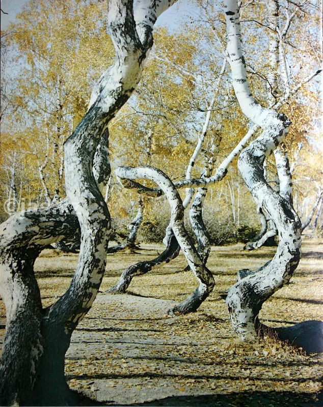 Танцующие березки. Танцующие березы Боровое Казахстан. Боровое роща танцующих берез. Боровое Казахстан роща танцующих берез. Танцующий лес Боровое Казахстан.